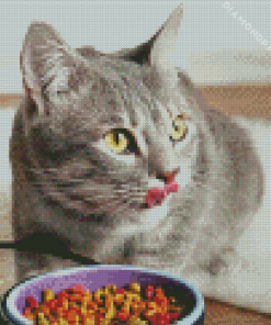 Grey Cat With Food Diamond Painting