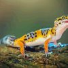 Leopard Western Desert Gecko Diamond Painting