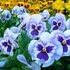 Blue Pansy Flower Diamond Painting