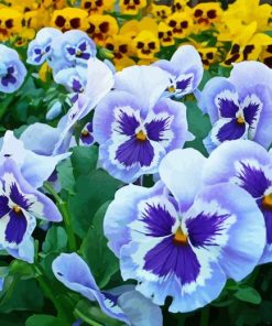 Blue Pansy Flower Diamond Painting