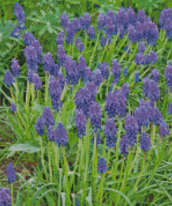 Purple Muscari Flowering Diamond Painting