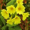 Yellow Cowslip Flowers Diamond Painting