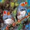 Colorful Zebra Finch Diamond Painting