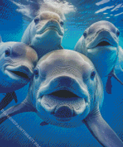 Cute Dolphins Diamond Paintings