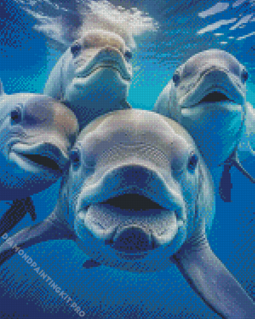 Cute Dolphins Diamond Paintings