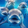 Cute Dolphins Diamond Paintings