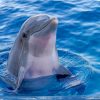 Cute Dolphin Diamond Paintings