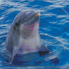 Cute Dolphin Diamond Paintings