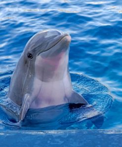 Cute Dolphin Diamond Paintings