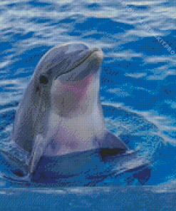 Cute Dolphin Diamond Paintings