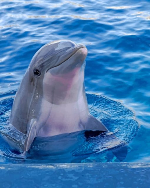 Cute Dolphin Diamond Paintings