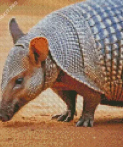 Armadillo Animal Diamond Painting