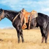 Black Western Horse Diamond Painting