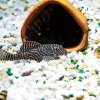 Pleco Fish Diamond Painting