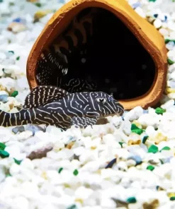 Pleco Fish Diamond Painting