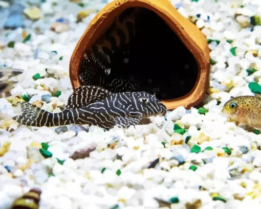 Pleco Fish Diamond Painting