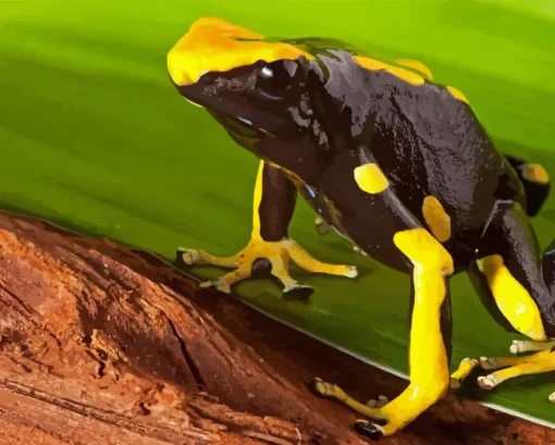 Poison Dart Frogs Diamond Painting