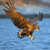 Sea Eagle Flying Diamond Painting