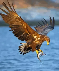 Sea Eagle Flying Diamond Painting