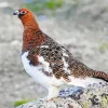 Willow Ptarmigan Diamond Painting