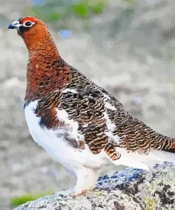 Willow Ptarmigan Diamond Painting