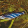 Zebrafish Diamond Painting