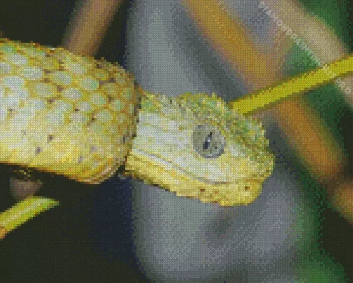 African Bush Viper Diamond Painting