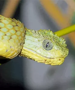 African Bush Viper Diamond Painting