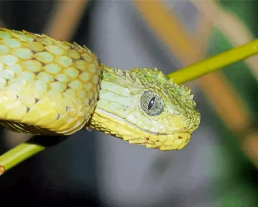 African Bush Viper Diamond Painting