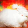 Angora Rabbit Diamond Painting