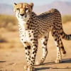 Asiatic Cheetah Diamond Painting