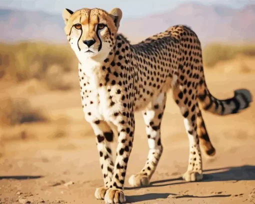 Asiatic Cheetah Diamond Painting