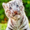 Baby Albino Tiger Diamond Painting