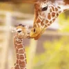 Baby And Mom Giraffe Diamond Painting