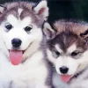 Baby Huskies Diamond Painting