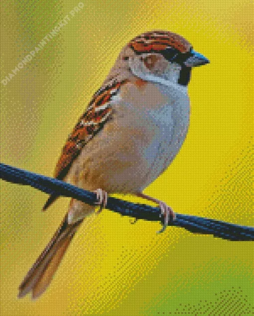 Bird On A Wire Diamond Painting