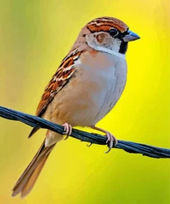 Bird On A Wire Diamond Painting