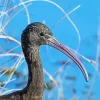 Black Ibis Bird Head Diamond Painting