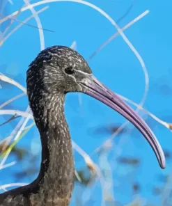 Black Ibis Bird Head Diamond Painting