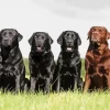 Black Vs Chocolate Lab Dogs Diamond Painting