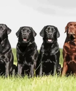 Black Vs Chocolate Lab Dogs Diamond Painting