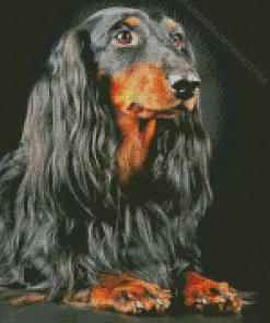 Black Wiener Dog Long Hair Dog Diamond Painting