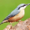 Female Nuthatch Bird Diamond Painting