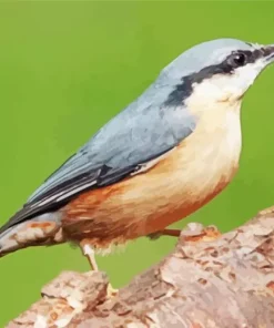 Female Nuthatch Bird Diamond Painting