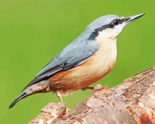 Female Nuthatch Bird Diamond Painting