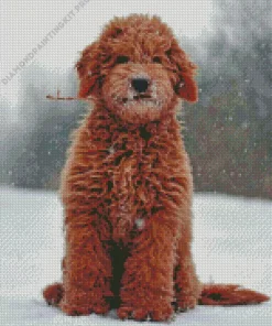 Goldendoodle Red Dog Diamond Painting