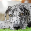 Great Dane Diamond Painting