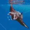 Manta Rays Diamond Painting