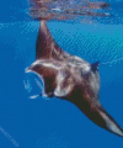 Manta Rays Diamond Painting