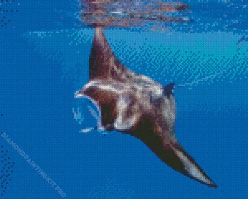 Manta Rays Diamond Painting